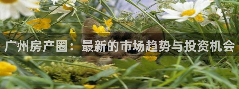 风暴娱乐待遇：广州房产圈：最新的市场趋势与投资机会