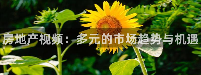 蓝色风暴娱乐：房地产视频：多元的市场趋势与机遇