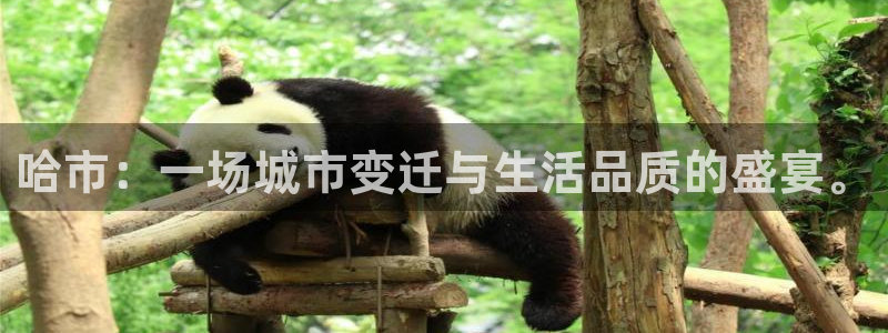 风暴娱乐厅：哈市：一场城市变迁与生活品质的盛宴。